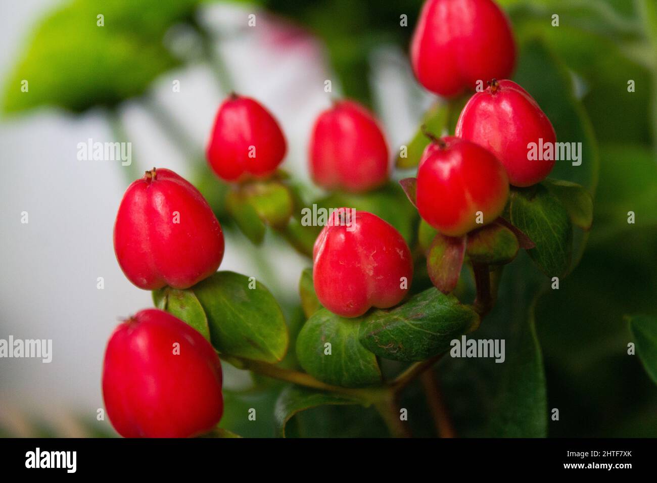 Selective focus shot of Red Hypericum Berry in the garden Stock Photo