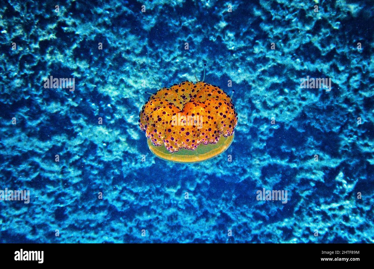 Fried Egg Jellyfish in Marine Underwater Environment Stock Photo Alamy