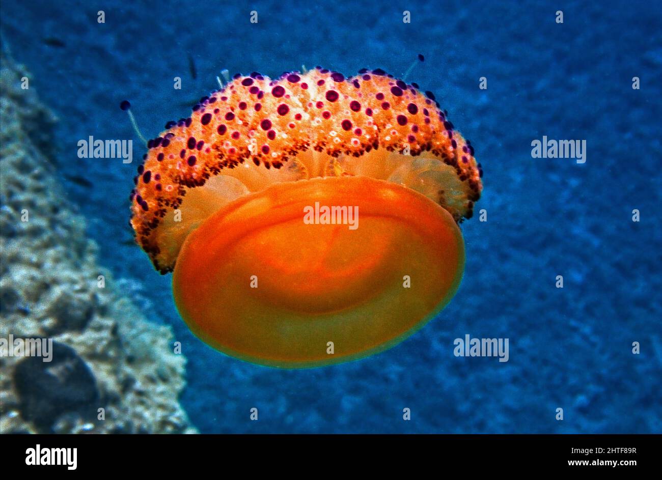 Fried Egg Jellyfish in Marine Underwater Environment Stock Photo Alamy