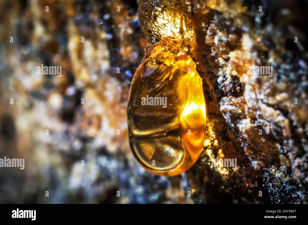 Macro Detail of Tree Sap on a Trunk Stock Photo - Alamy