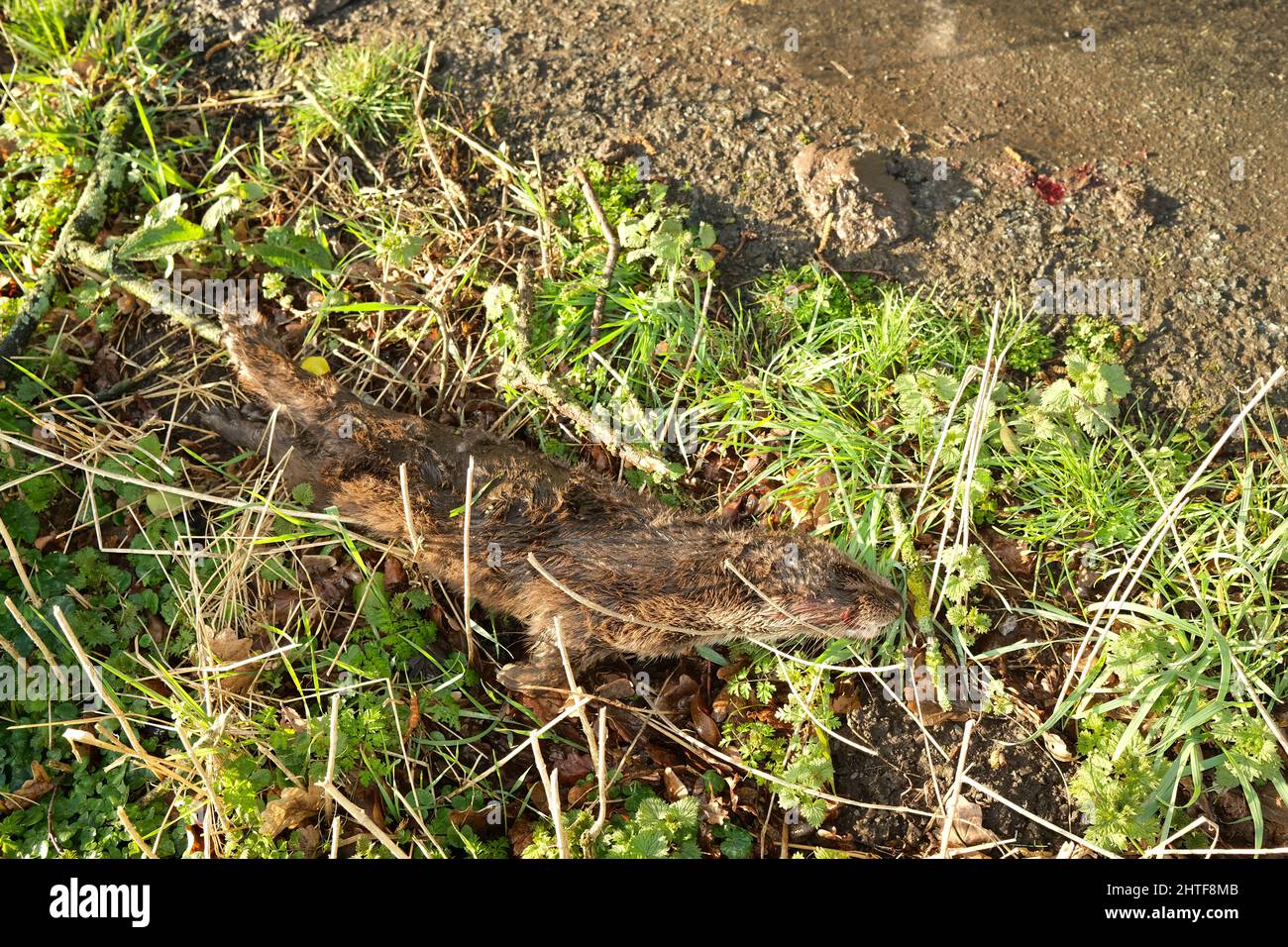 February 2022 - Road kill dead otter on the side of a rural road in Somerset, near Glastonbury Stock Photo