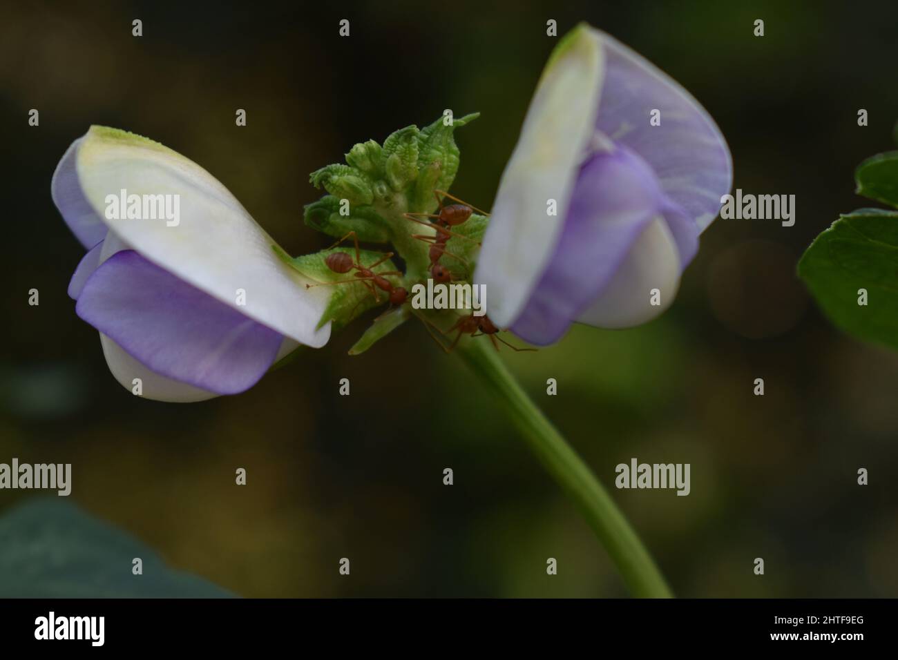 Closeup shot of Lathyrus laxiflorus flower in a blurred backgrounf Stock Photo