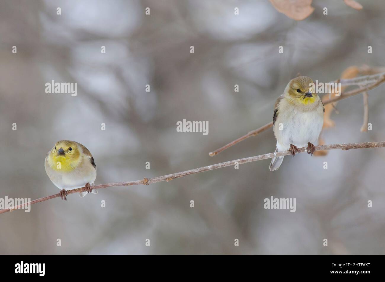 American Goldfinches, Spinus tristis, winter plumage Stock Photo - Alamy