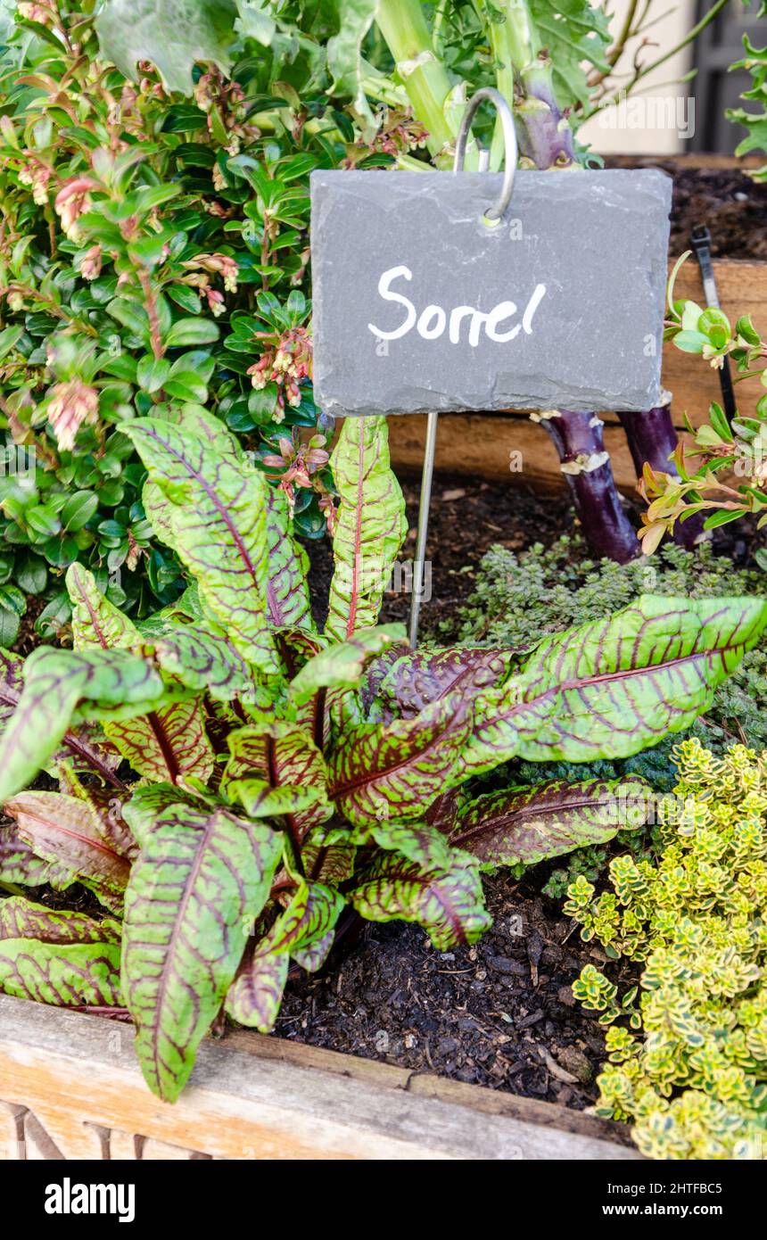 Fruit, vegetables and herbs growing in a planter at Covent Garden in