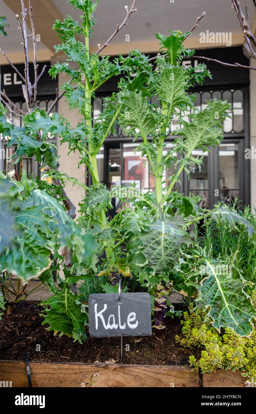 Fruit, vegetables and herbs growing in a planter at Covent Garden in