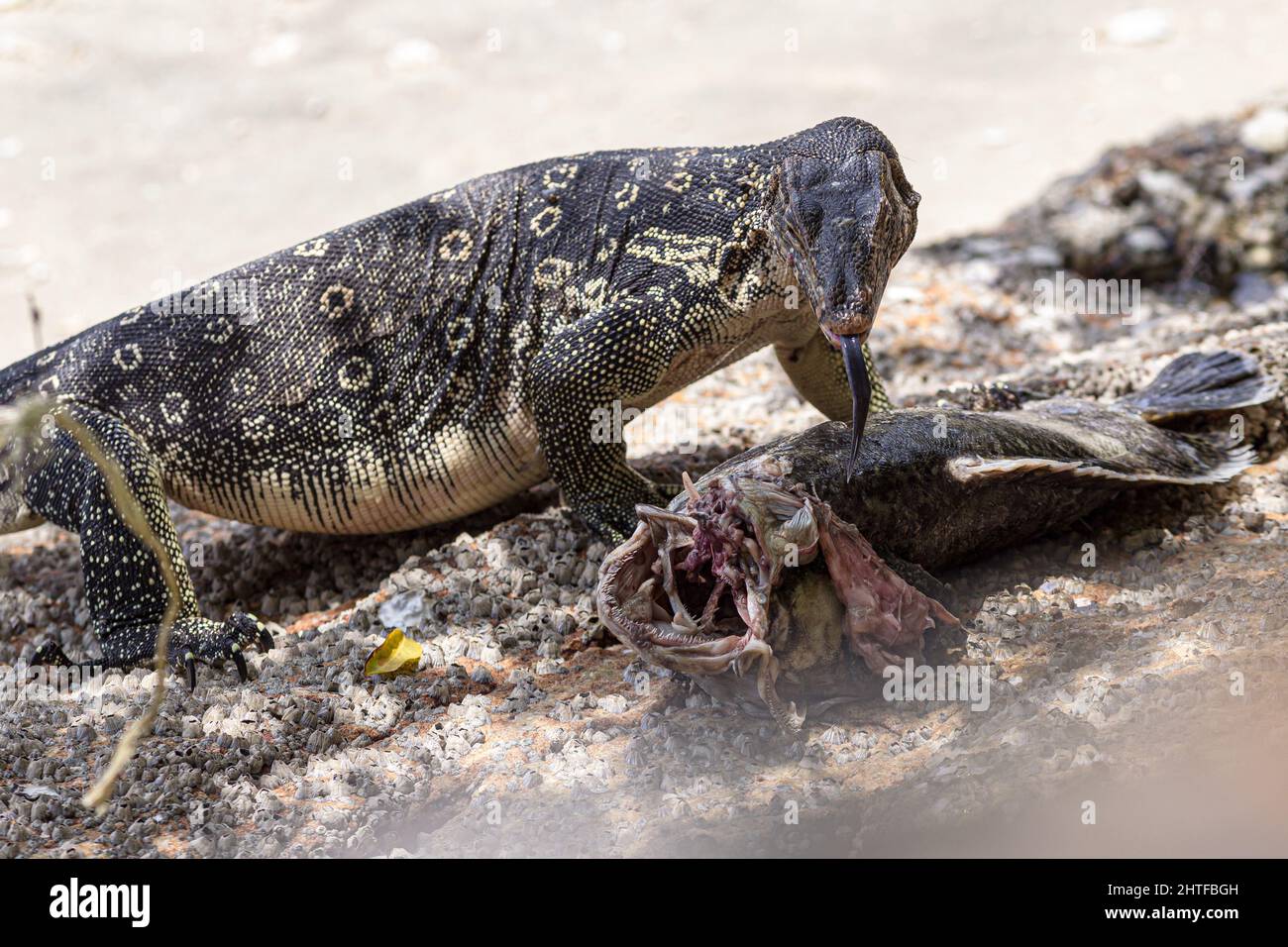 Spotted nile monitor eating its pray on the coast Stock Photo