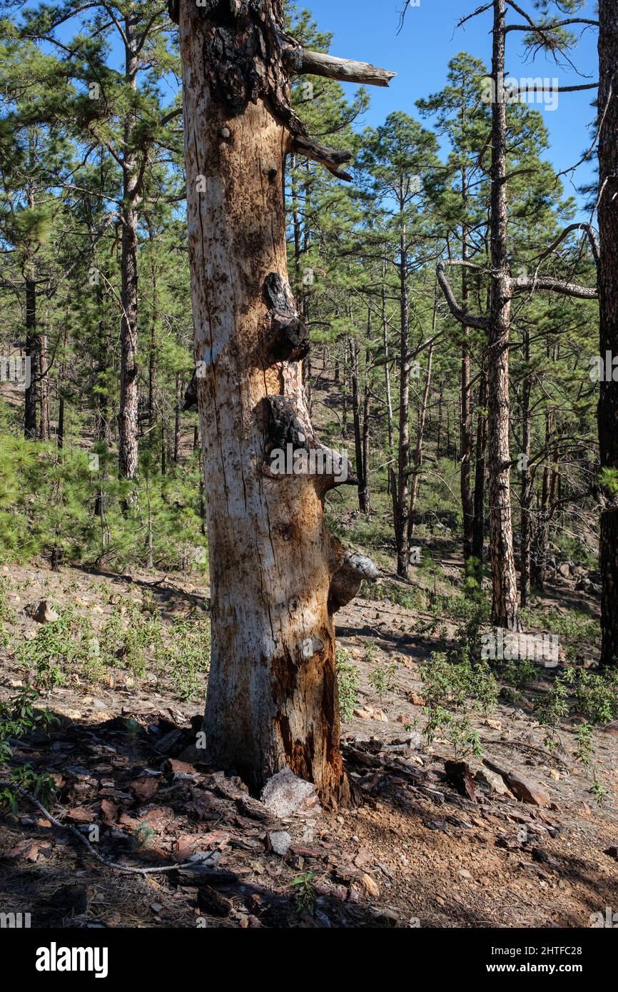 Dead tree trunk with the bark stripped off still standing in the forest of Canarian pine trees, Pinus canariensis near La Quinta, Adeje, Tenerife, Can Stock Photo