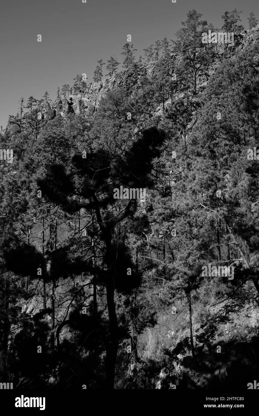 Canarian pine forest in the gorge of Barranco de Fuente near La Quinta, Adeje, Tenerife, Canary Islands, Spain Stock Photo