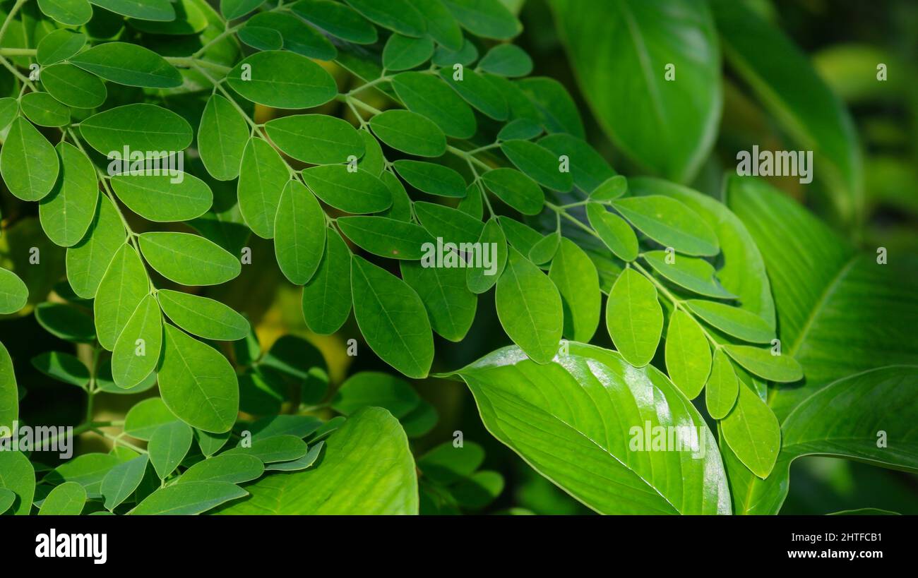 Fresh Green Moringa leaves Medicinal Plant (Moringa oleifera Lamk.) Natural Moringa leaves Green Background. Stock Photo