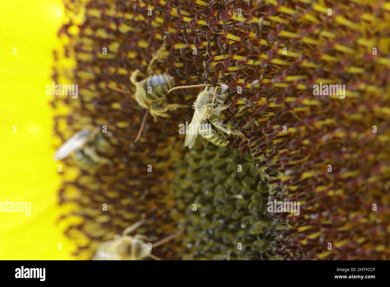 Several bees on flower hi-res stock photography and images - Alamy