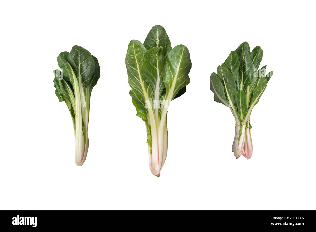 Mangelwurzel salad leaves isolated Stock Photo