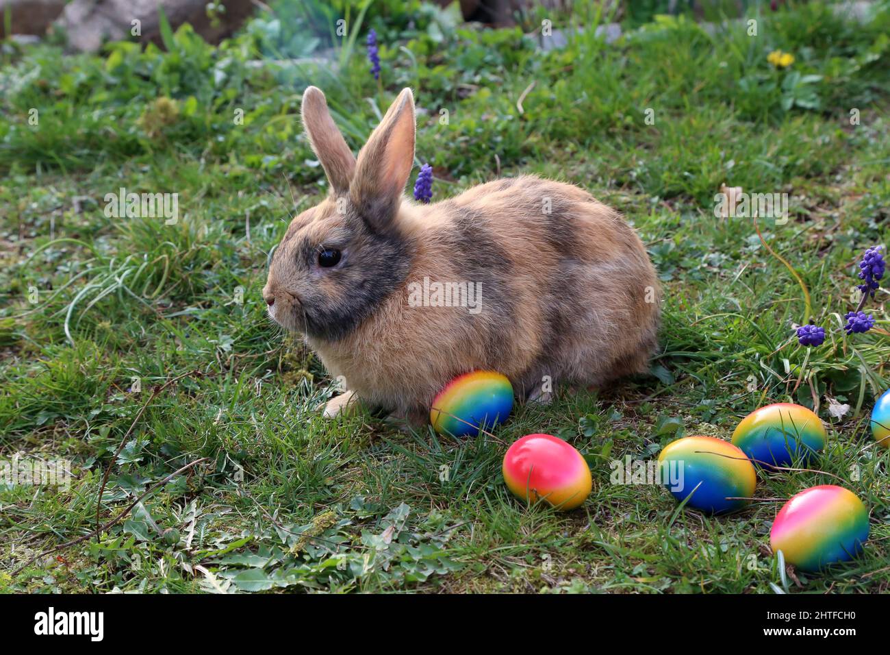 Easter funny bunnies with colored Easter eggs Stock Photo