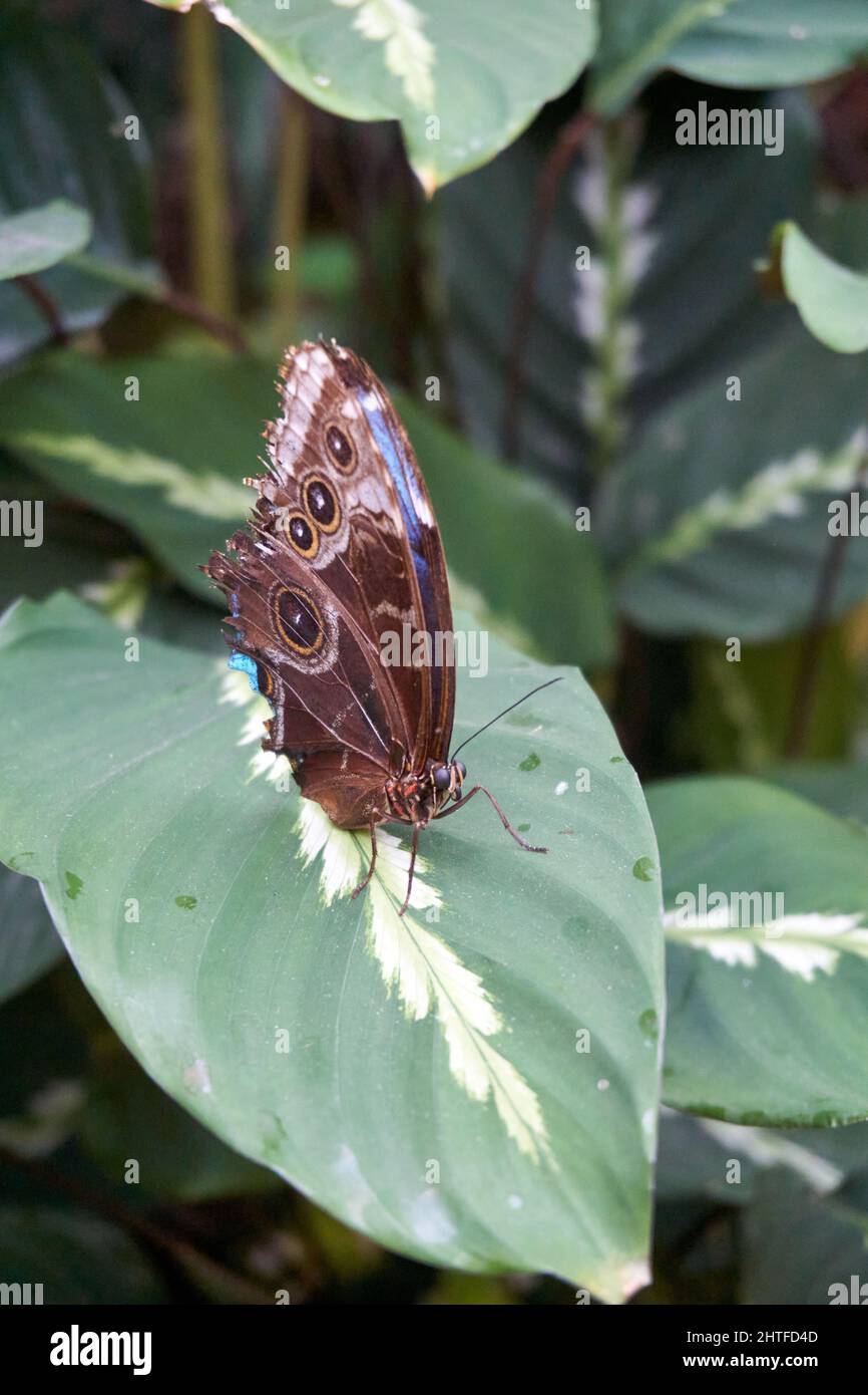 Brown brush-footed butterfly on a leaf Stock Photo