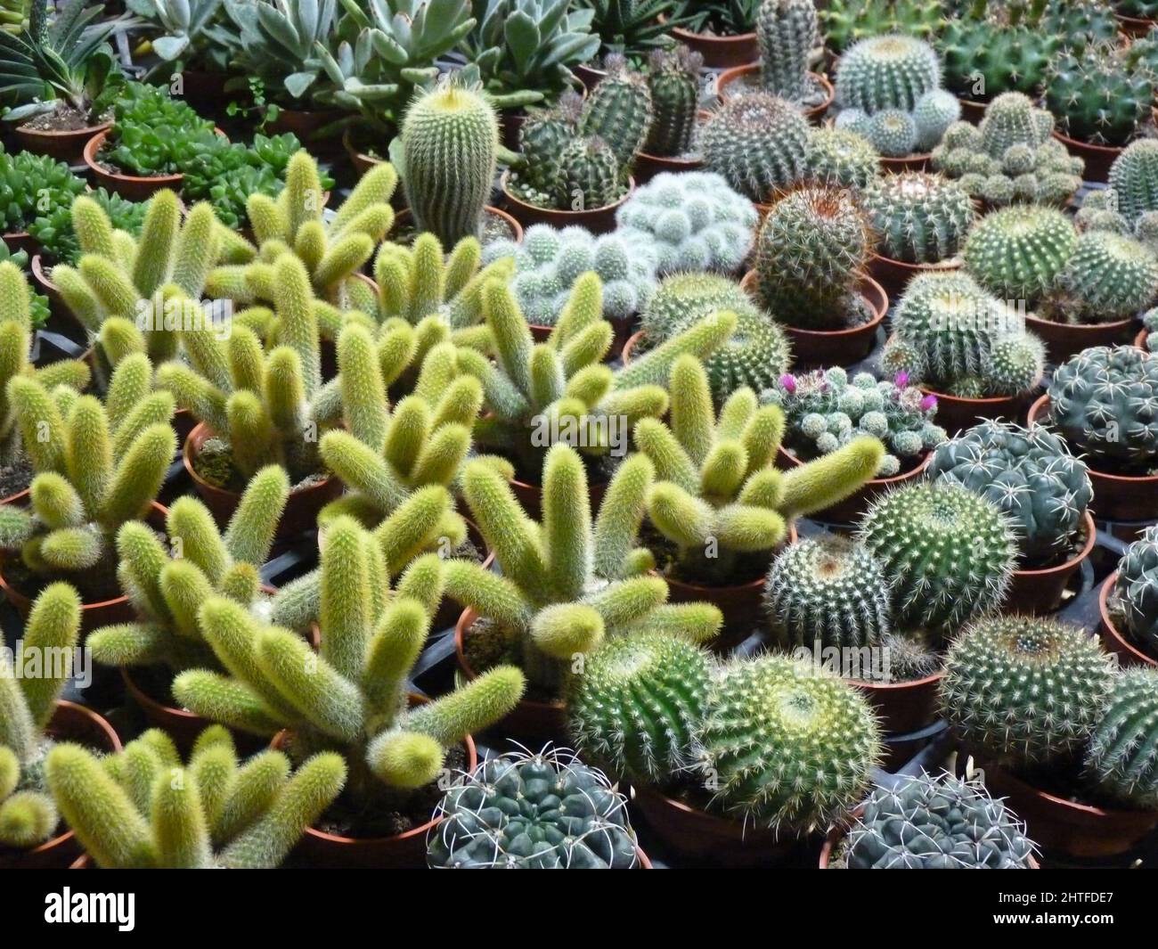 Various species of cactuses and succulent plants in pots for gardening Stock Photo