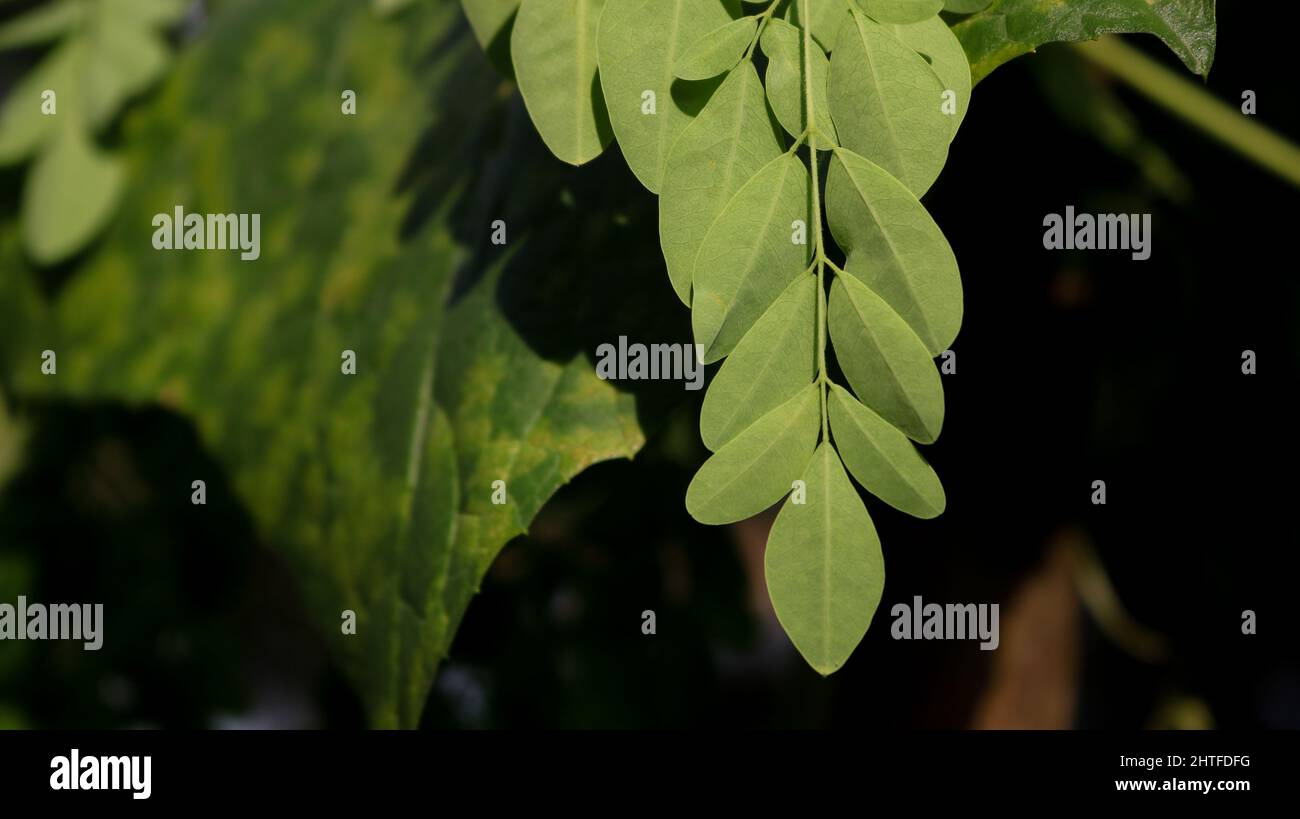 Moringa, leaves (Moringa oleifera Lamk.) Natural Green Moringa leaves in the Garden, green background. Stock Photo