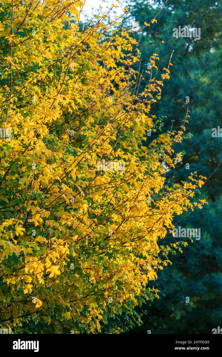 Branches tree filled yellow leaves hi-res stock photography and images ...