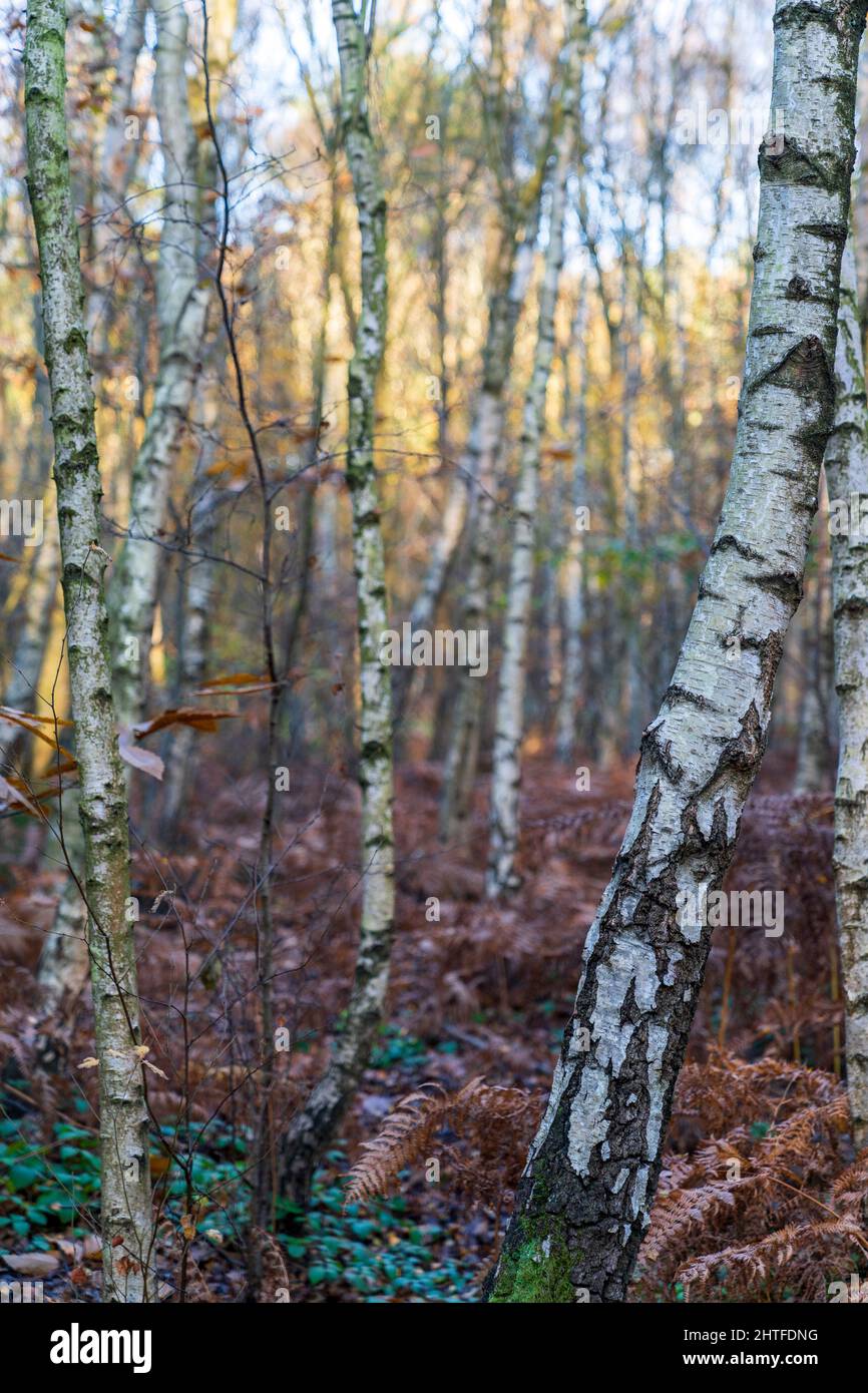 Eye level view into a forest of silver birch trees on a autumn morning ...