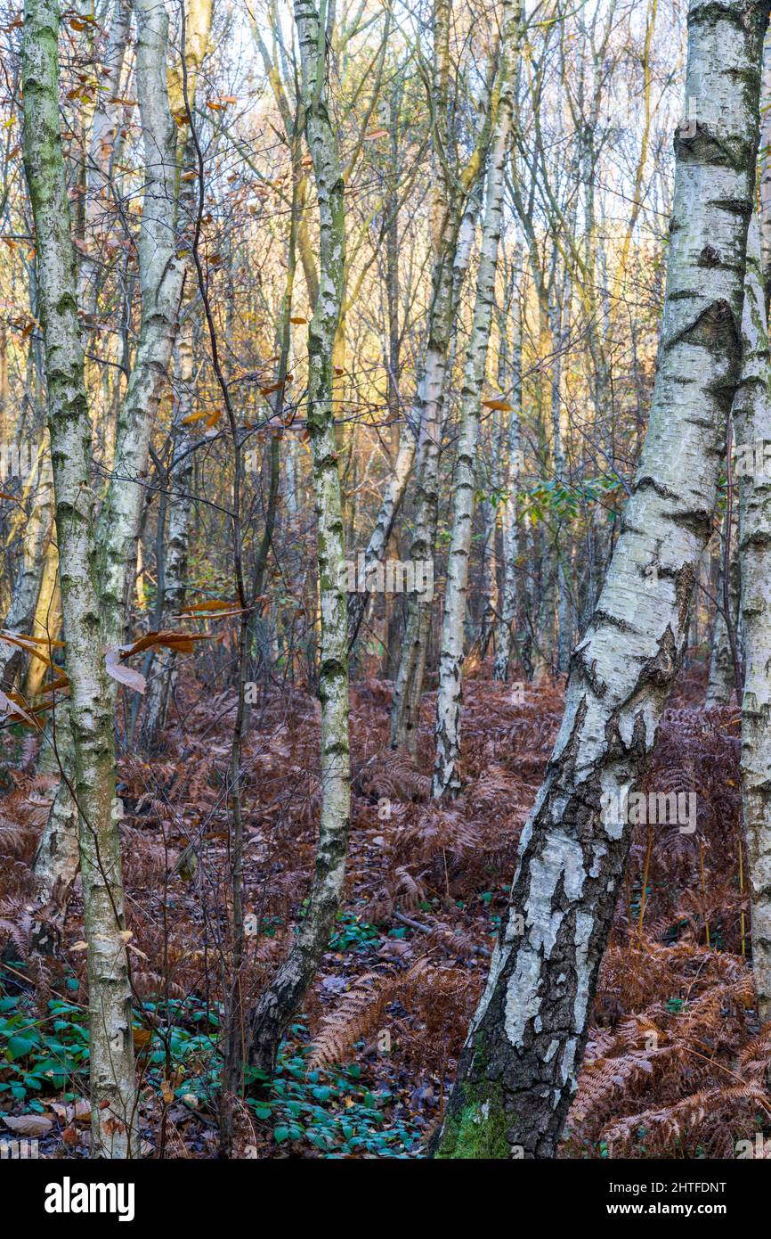 Eye level view into a forest of silver birch trees on a autumn morning. Some ground foliage, but mostly fallen brown leaves and ferns. UK woodland. Stock Photo