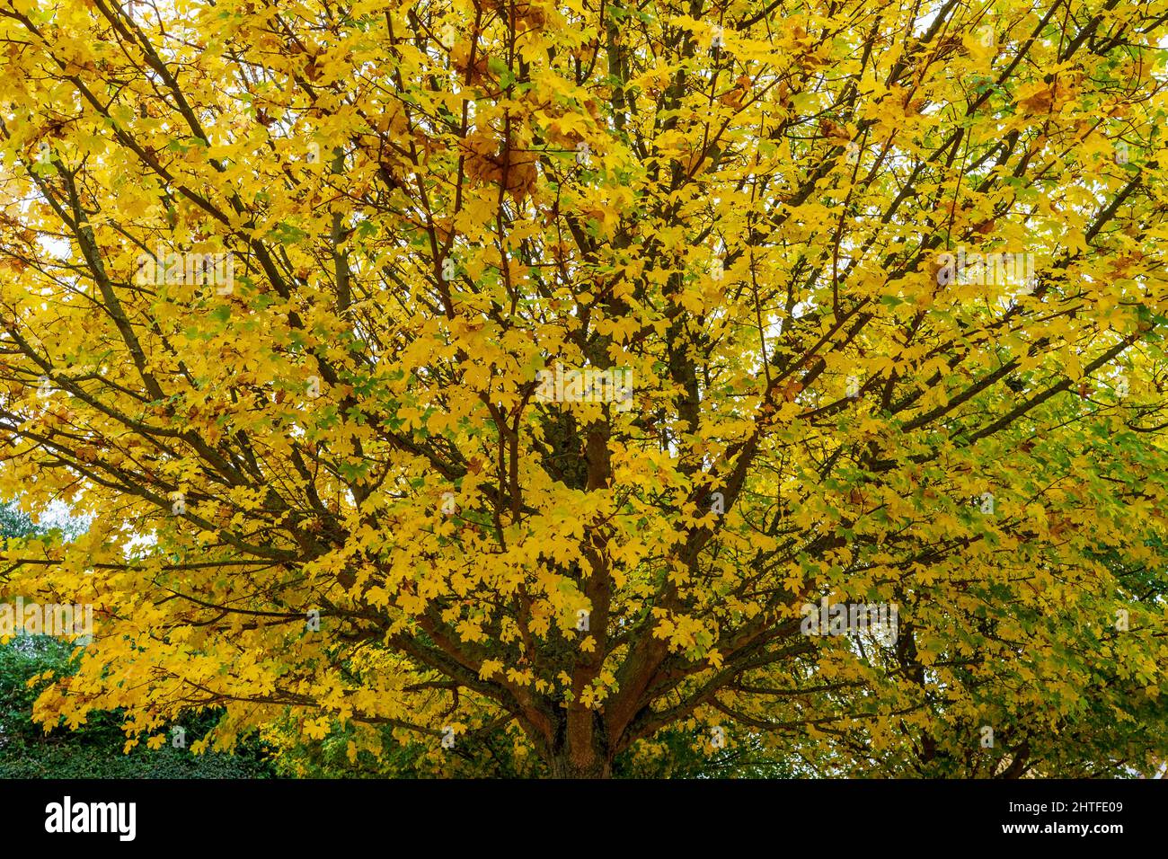 Close up of the tree crown of a field marple tree during the autumn with it's leaves turning yellow. Stock Photo