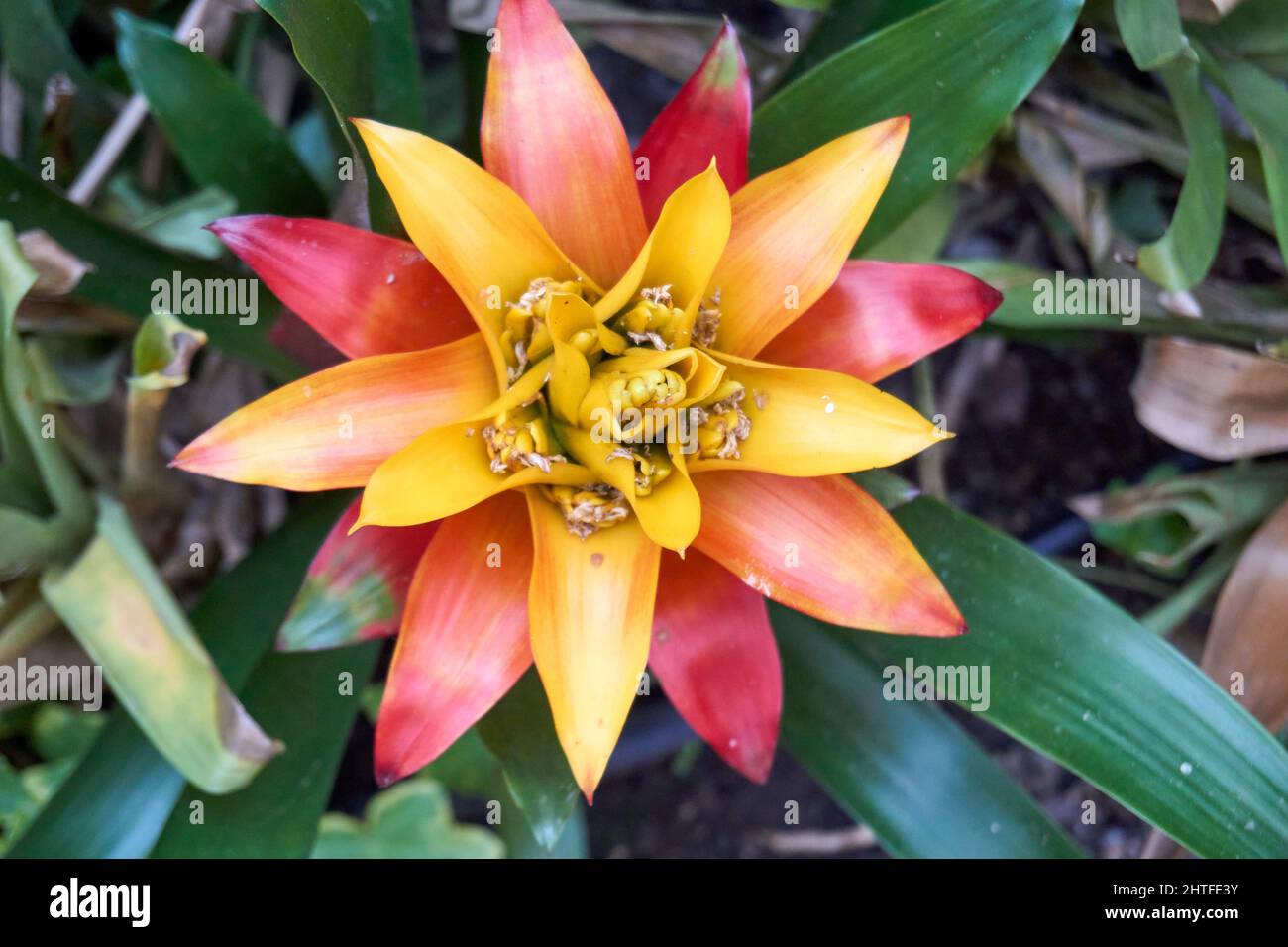 Closeup shot of a guzmania flower Stock Photo