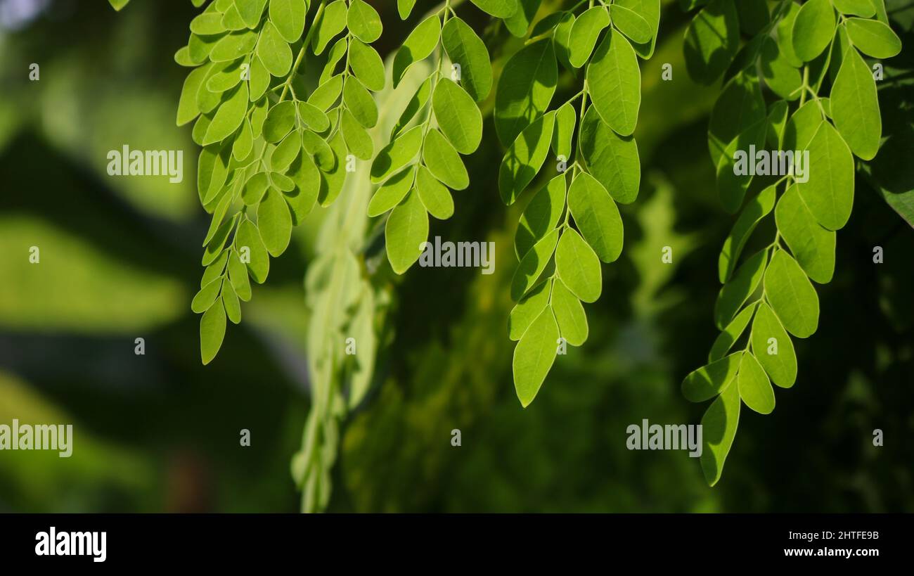 Moringa, leaves (Moringa oleifera Lamk.) Natural Green Moringa leaves in the Garden, green background. Stock Photo