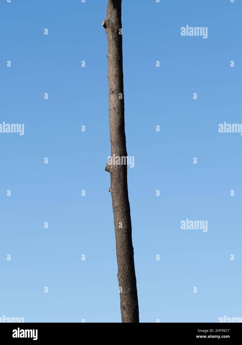 Radiata Pine Tree Trunk Stock Photo Alamy