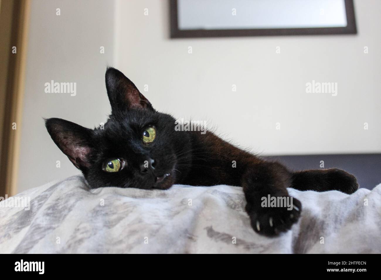 Closeup shot of a black cat with yellow eyes lying on the bed Stock ...