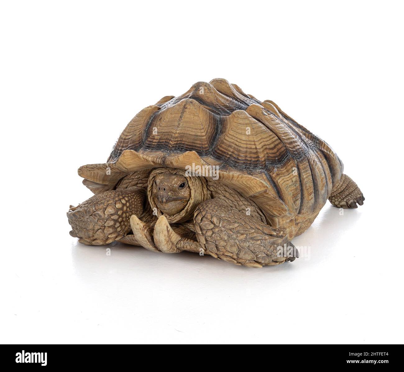 Thirteen year old male ridged turtle or Sulcata on white background ...