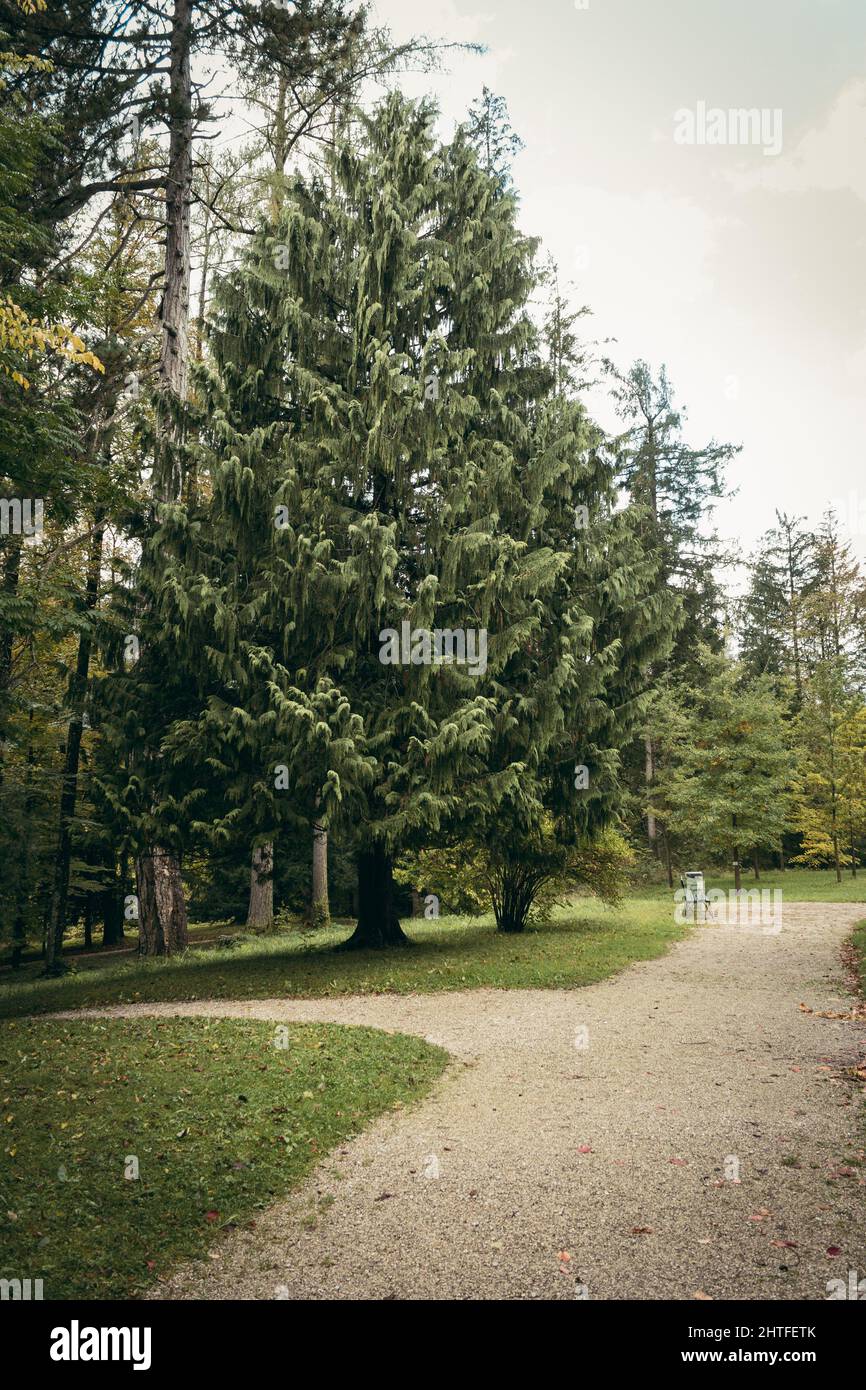 Vertical of a green pine tree growing next to a pathway in a park Stock