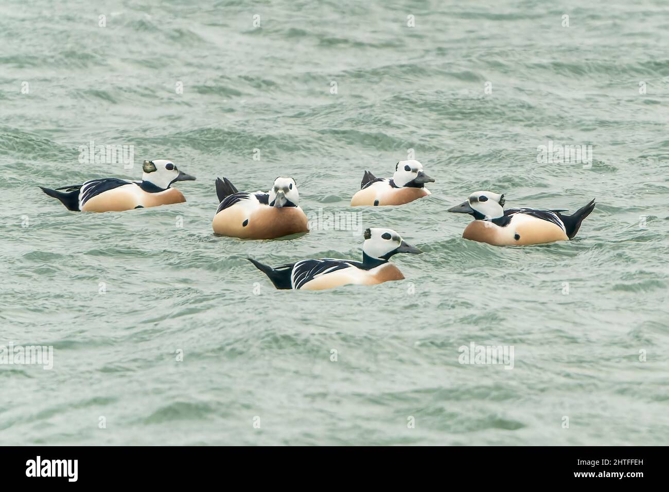 Steller's eider, Polysticta stelleri, flock of birds swimming on water
