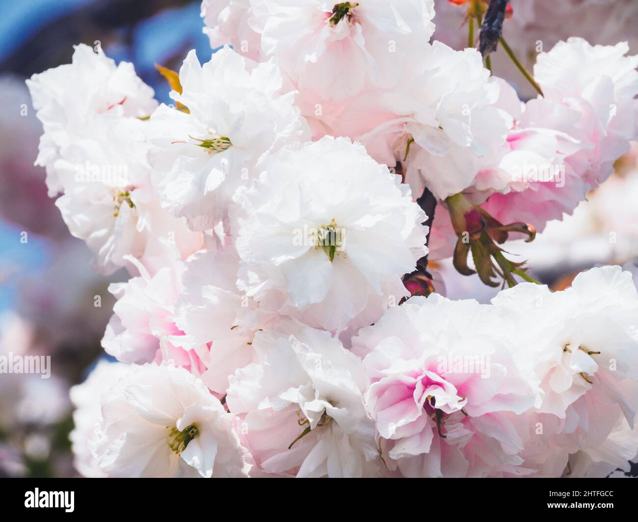 Closeup of delicate pink and white Cherry blossoms in Japan Stock Photo ...