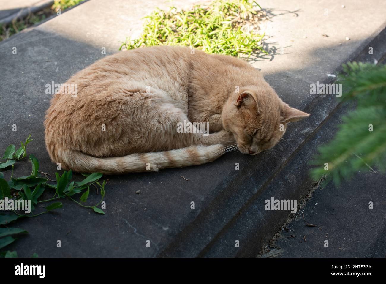 Cute cat laying and sleeping on the ground Stock Photo - Alamy