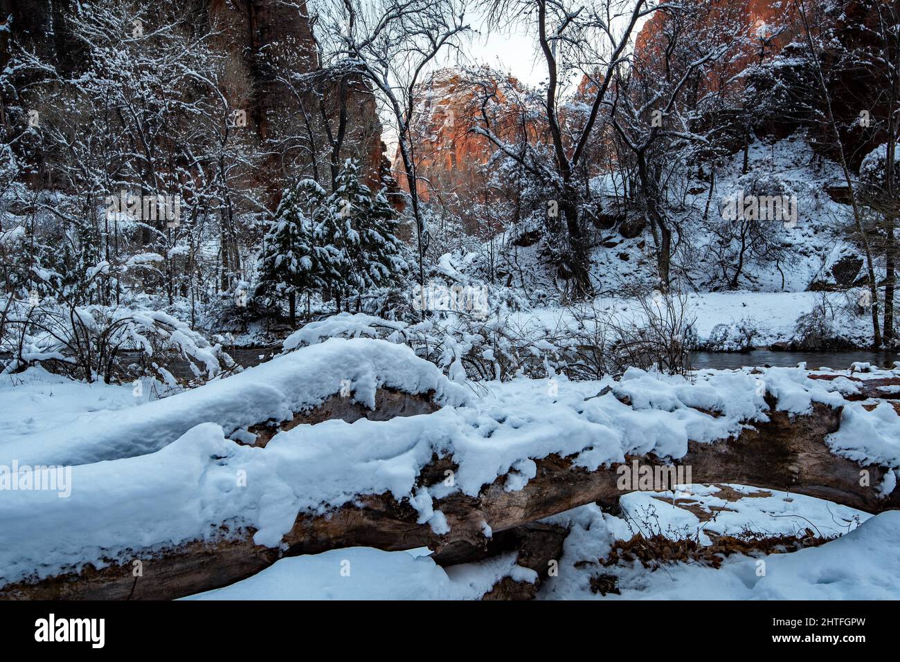Blanket of snow in Zions National Park, Utah, USA.  Red rock formation in the background.  Newly fallen snow adds great contrast with the red rock. Stock Photo