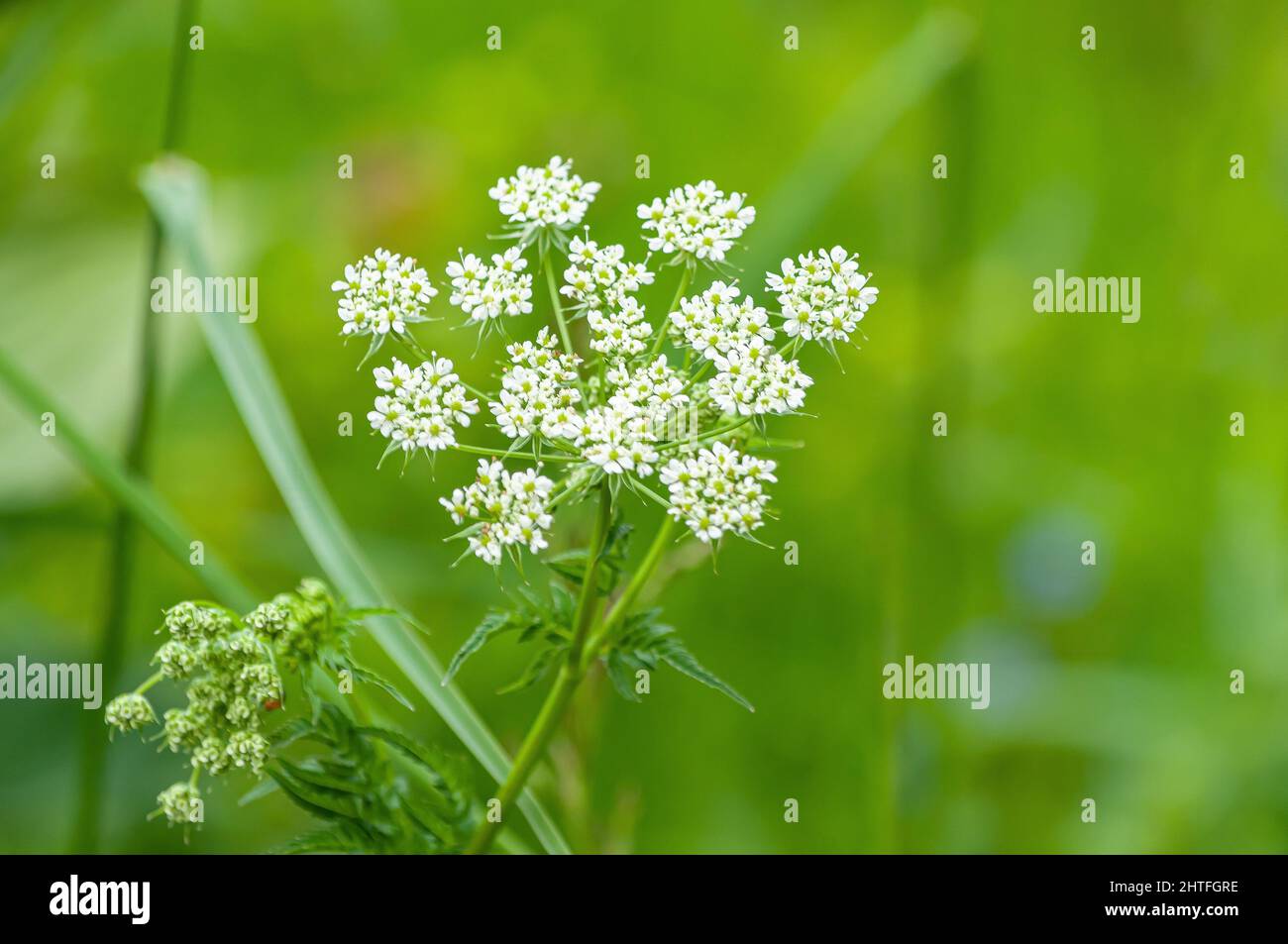 Closeup shot of Chaerophyllum aromaticum flowers with green leaves on a blurred background Stock Photo