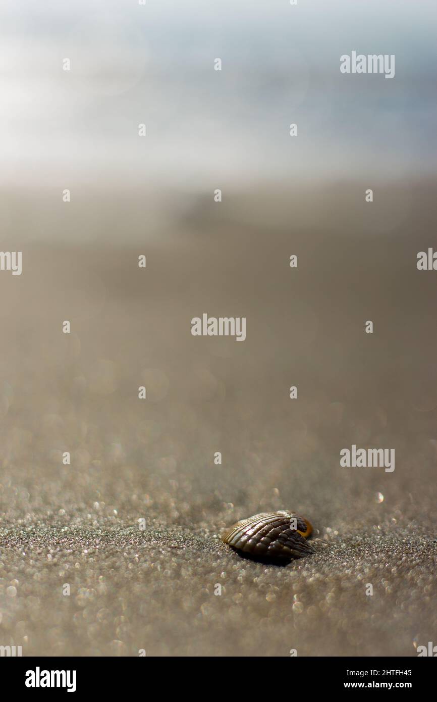 Hermit crab species hi-res stock photography and images - Alamy