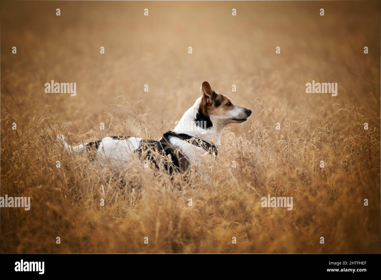 A dog is mans best friend hi-res stock photography and images - Alamy A dog is mans best friend hi-res stock photography and images - Alamy