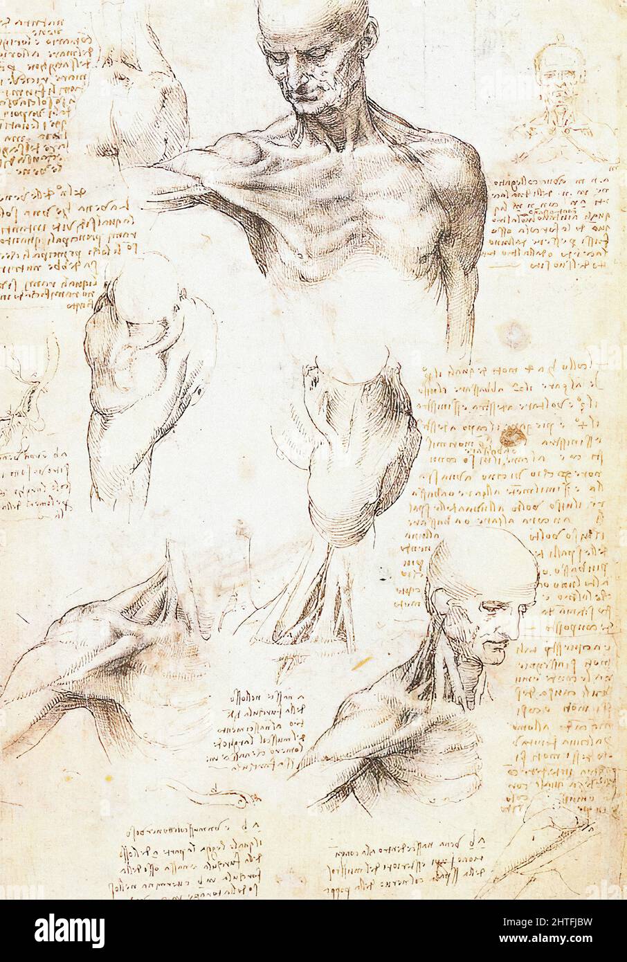Leonardo Da Vinci Anatomical Studies Male Shoulder 1509 Stock Photo