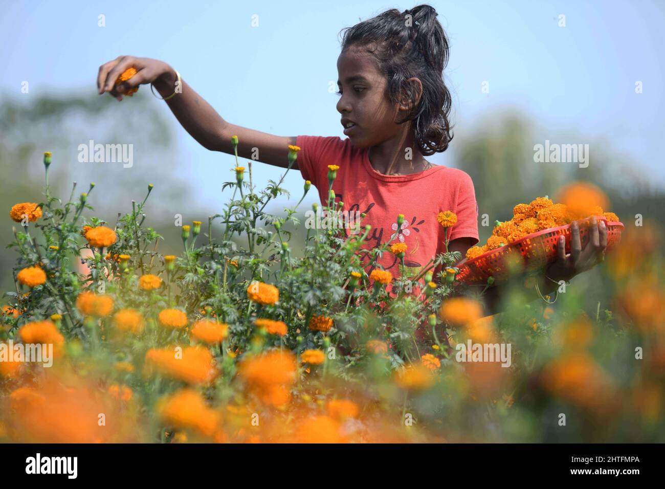 A girl plucking marigold flowers from a flower garden in Agartala