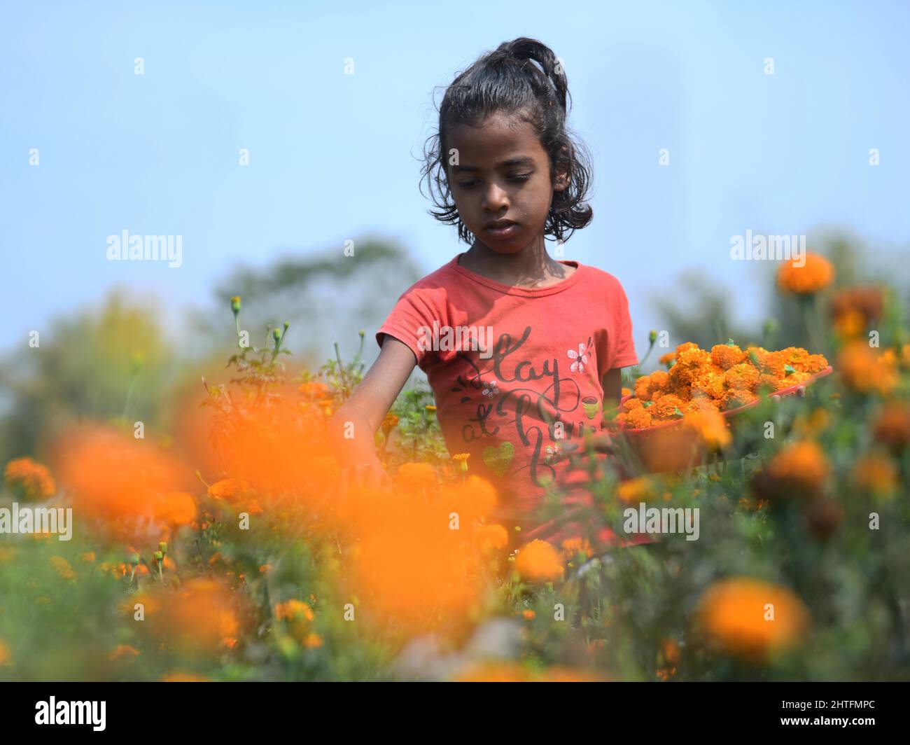 A girl plucking marigold flowers from a flower garden in Agartala ...