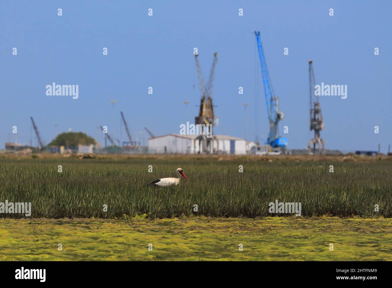 White stork on a mudflat-cordgrass tussock-marshlands of Ria Formosa. Faro-Portugal-132 Stock Photo