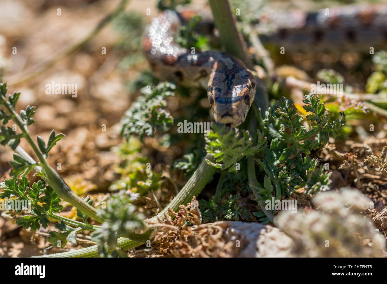 Close up shot of an adult Leopard snake or European Ratsnake, Zamenis ...
