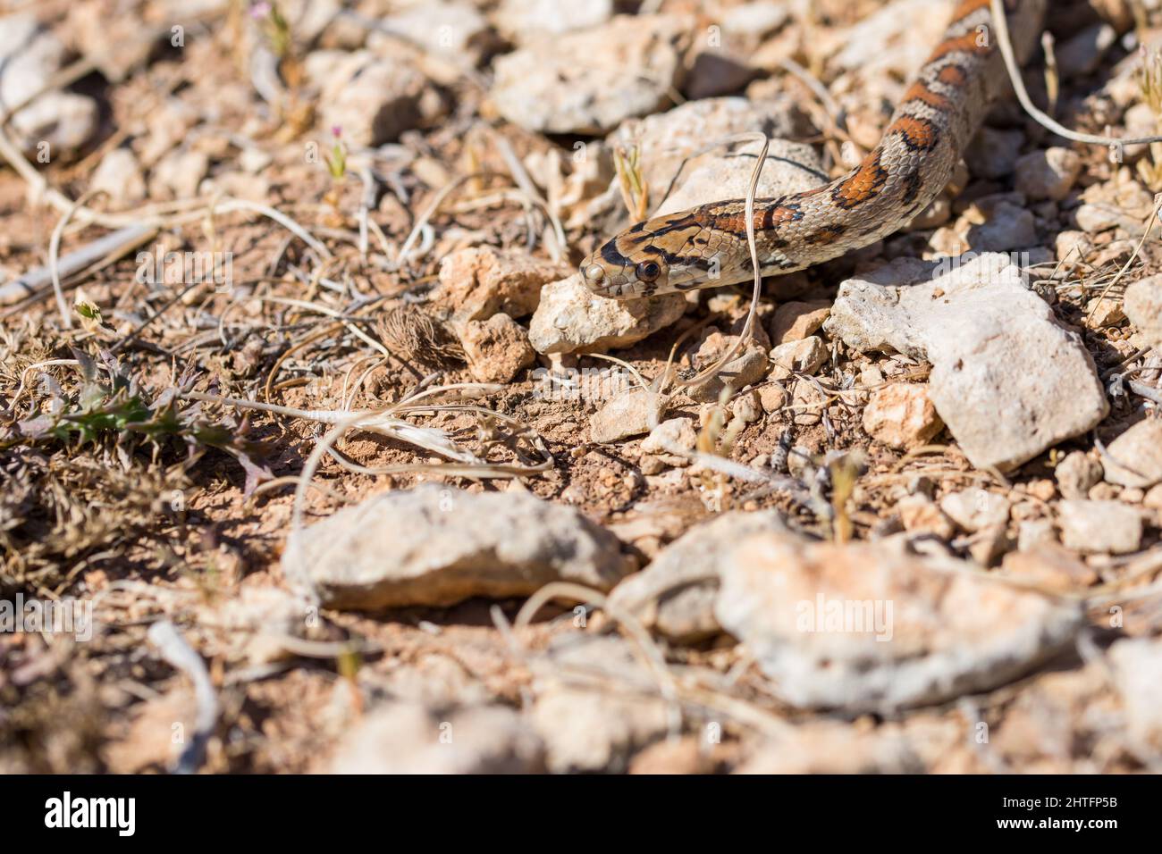 Leopard snake or European Ratsnake, Zamenis situla, slithering on rocks ...