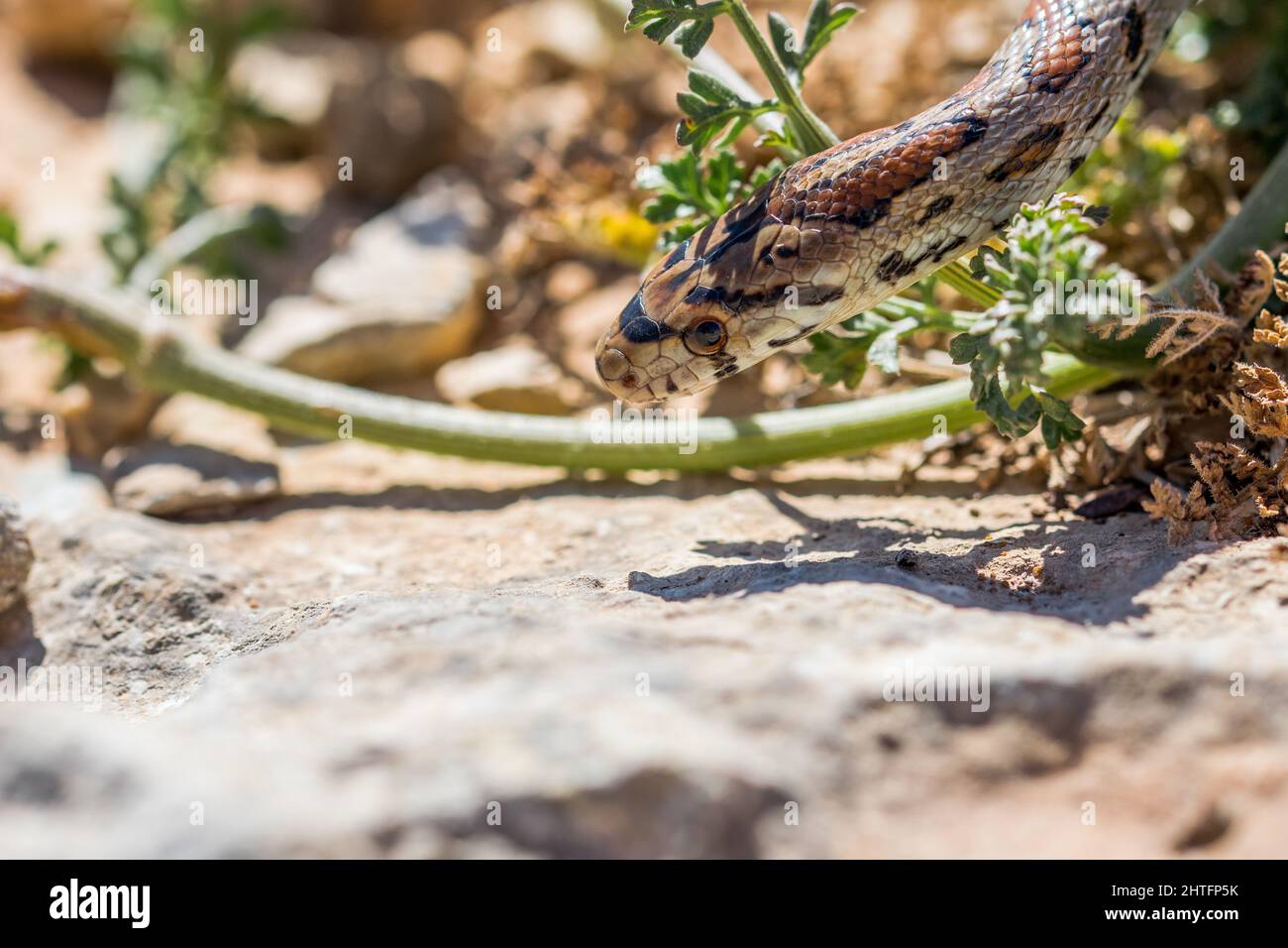 Leopard snake or European Ratsnake, Zamenis situla, slithering on rocks ...