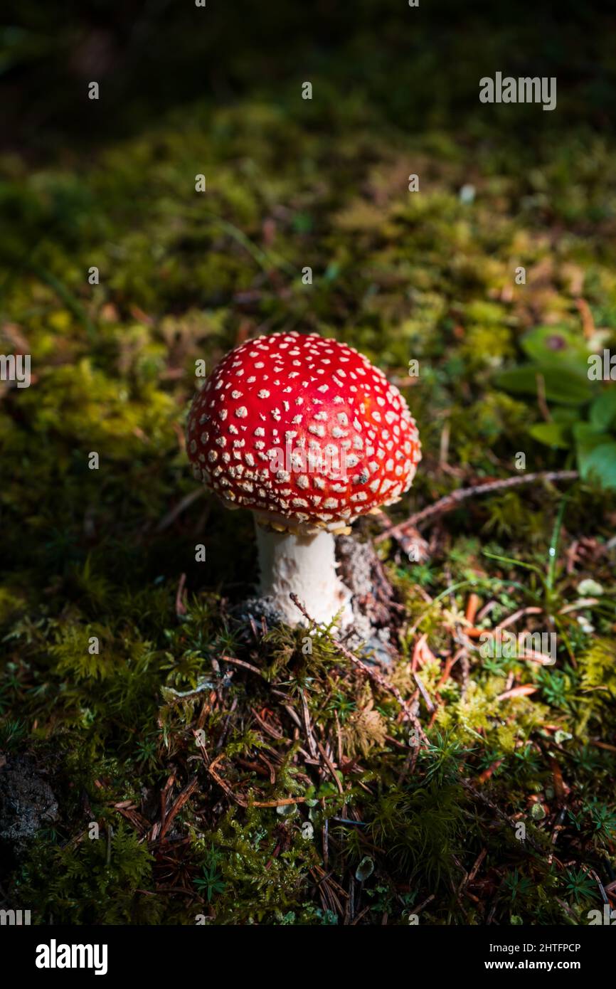 Vertical closeup shot of an agaric mushroom growing in a forest Stock ...