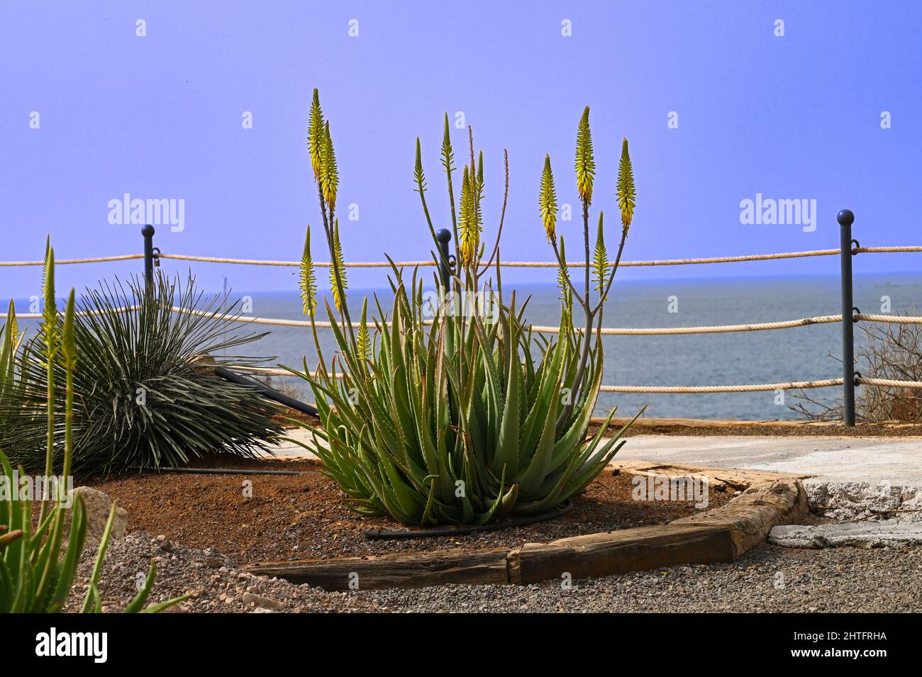 A Flowering Yellow Aloe Vera Aloe Barbadensis Miller In A Flower Bed With The Backdrop Of The 7628