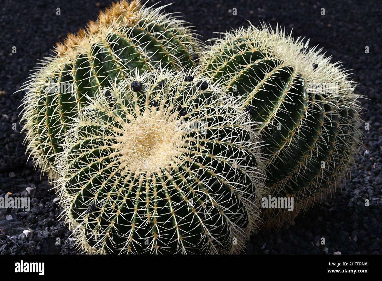 A trio, three, 3 of golden barrel cacti, cactuses, Echinocactus grusonii from the Plantae kingdom, dark green with yellow spines Stock Photo