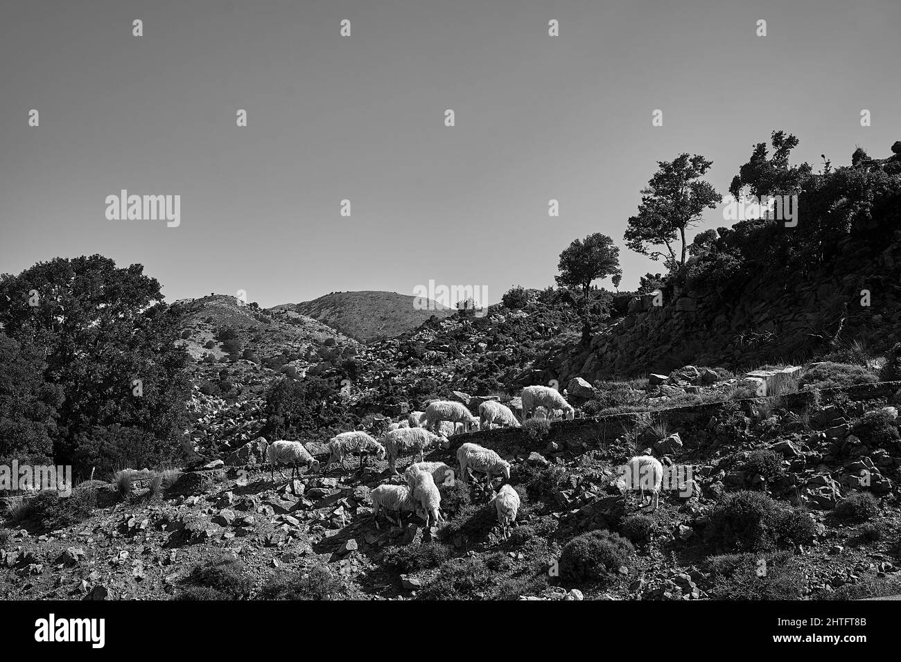 A herd of sheep grazing in a mountain meadow in the Lefka Ori mountains on the island of Crete, Greece, monochrome Stock Photo