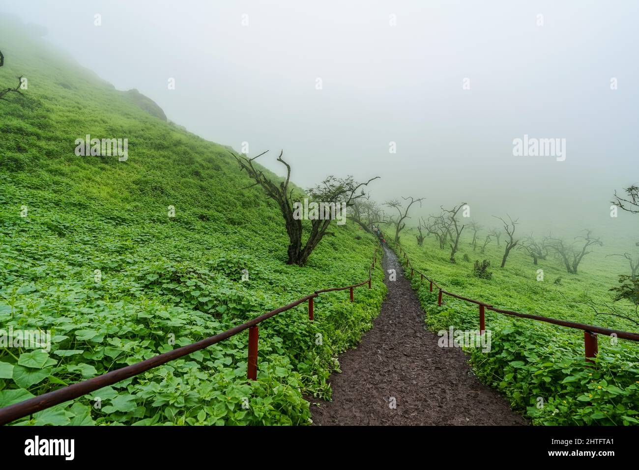 A mesmerizing view of dense forest under a cloudy and foggy sky Stock ...