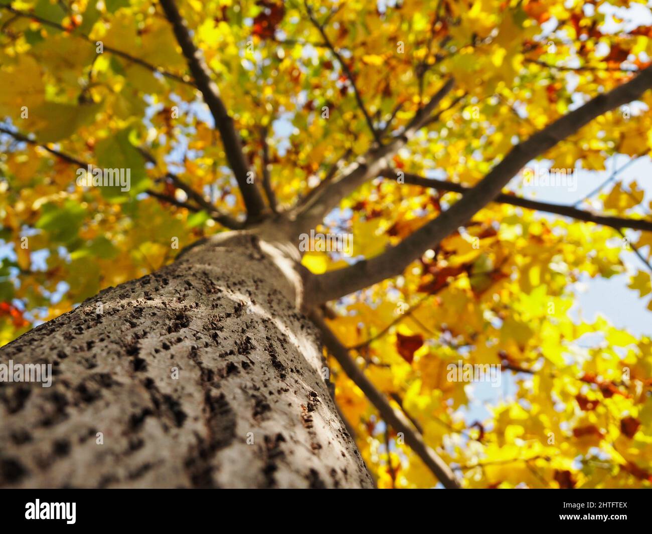 Low angle view of a tall tree with yellow leaves under a bright ...