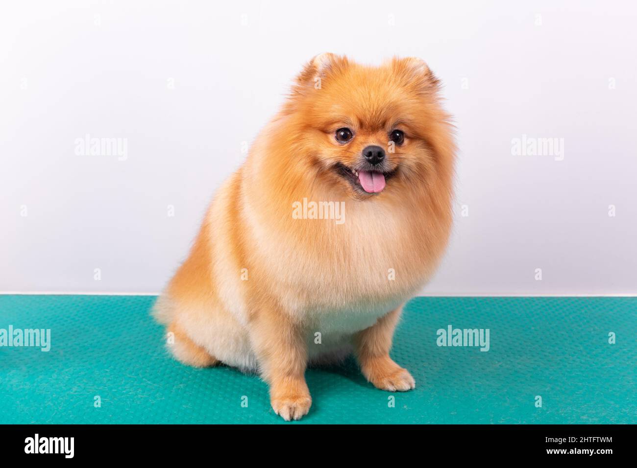 Cute Pomeranian dog smiling while looking at the camera. Playful pet. Happy Days. Joy on a white background. Fluffy woolen fur. Washed, groomed and co Stock Photo